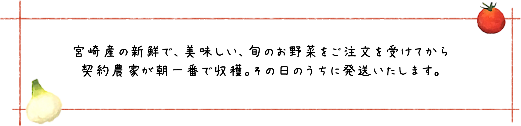 宮崎産の新鮮で、美味しい、旬のお野菜をご注文を受けてから契約農家が朝一番で収穫。その日のうちに発送いたします。