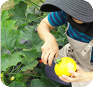 商品収穫・出荷