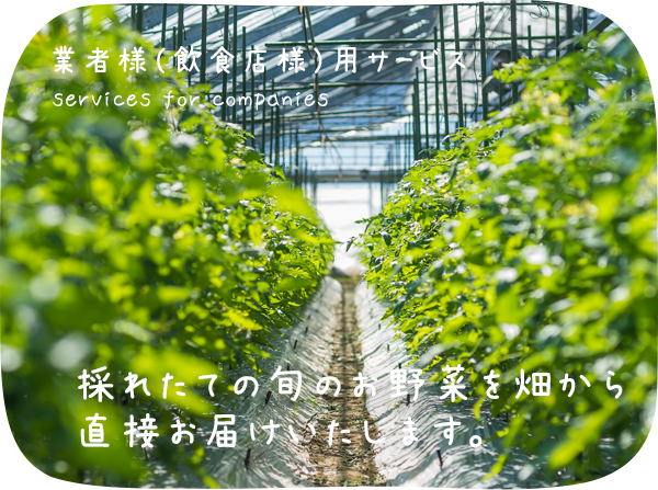 業者様様サービス 採れたての旬のお野菜を畑から直接お届けいたします。