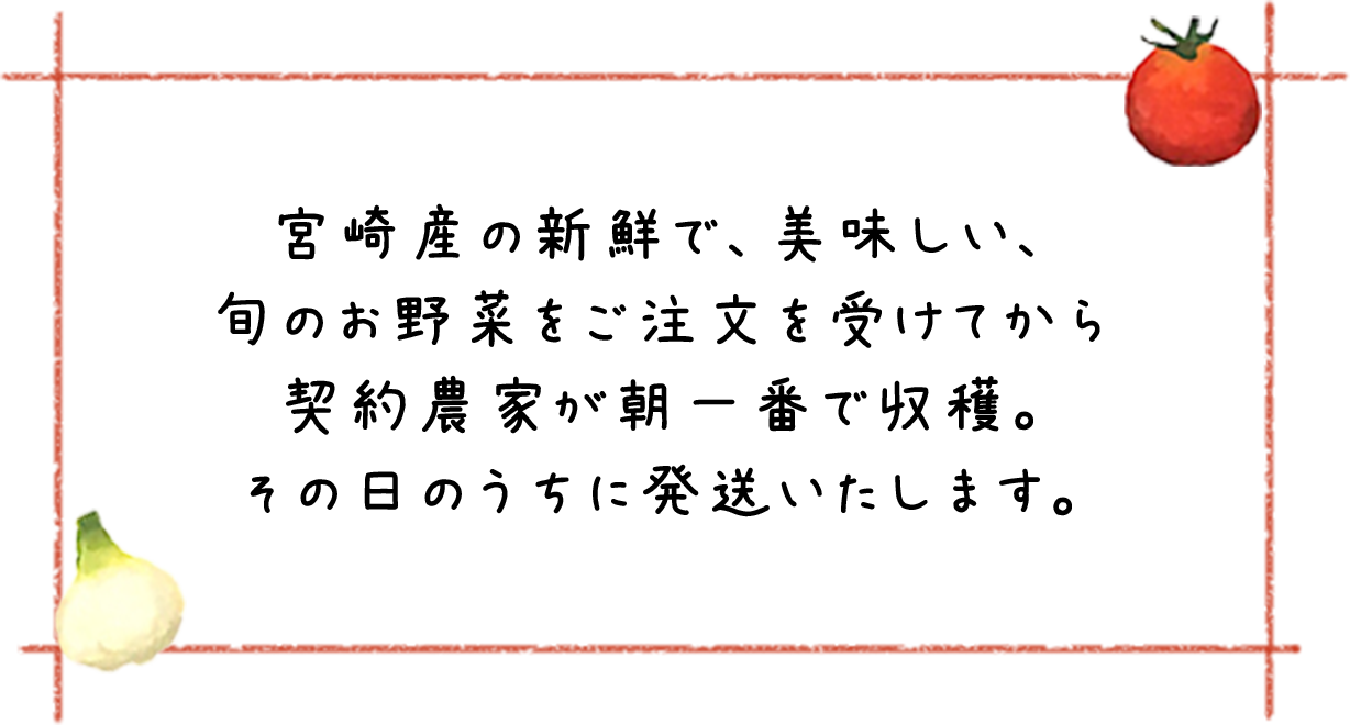 宮崎産の新鮮で、美味しい、旬のお野菜をご注文を受けてから契約農家が朝一番で収穫。その日のうちに発送いたします。